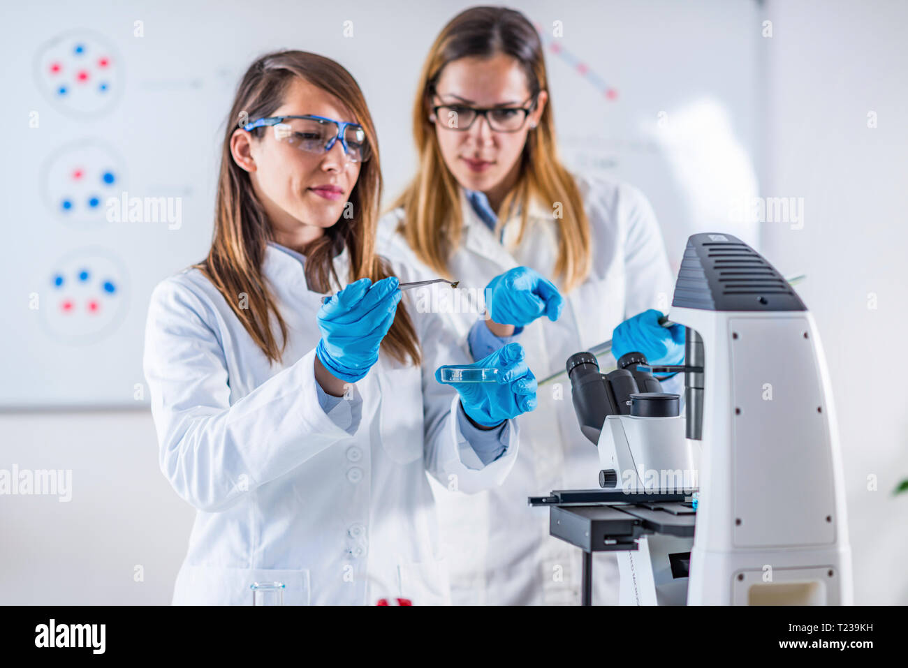 Schülerinnen forschen Proben im Labor. Stockfoto