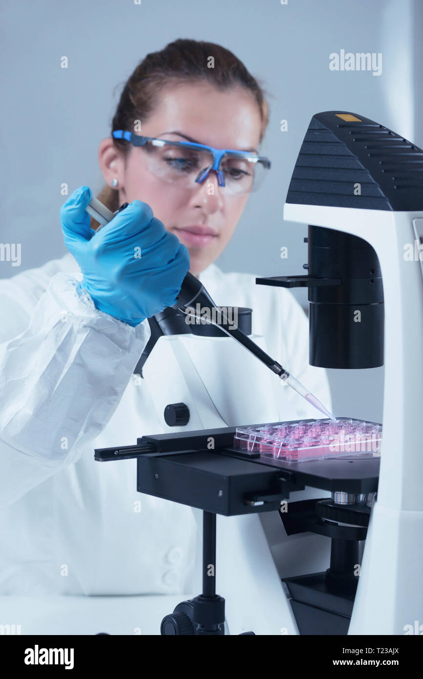 Wissenschaftlerin mit Mikroskop und mikropipette im Labor arbeiten. Stockfoto