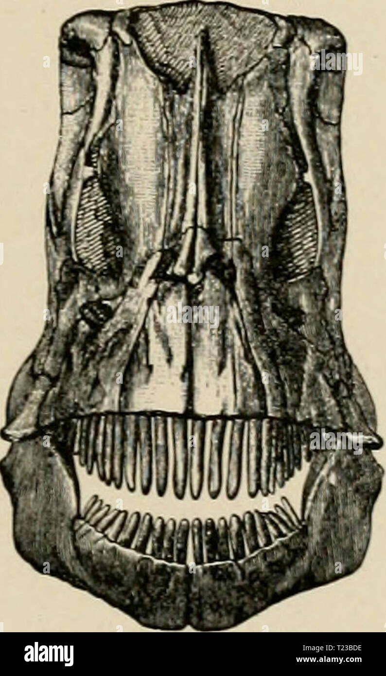 Archiv Bild von Seite 66 der Diplodocus (Sumpf) seine Osteologie