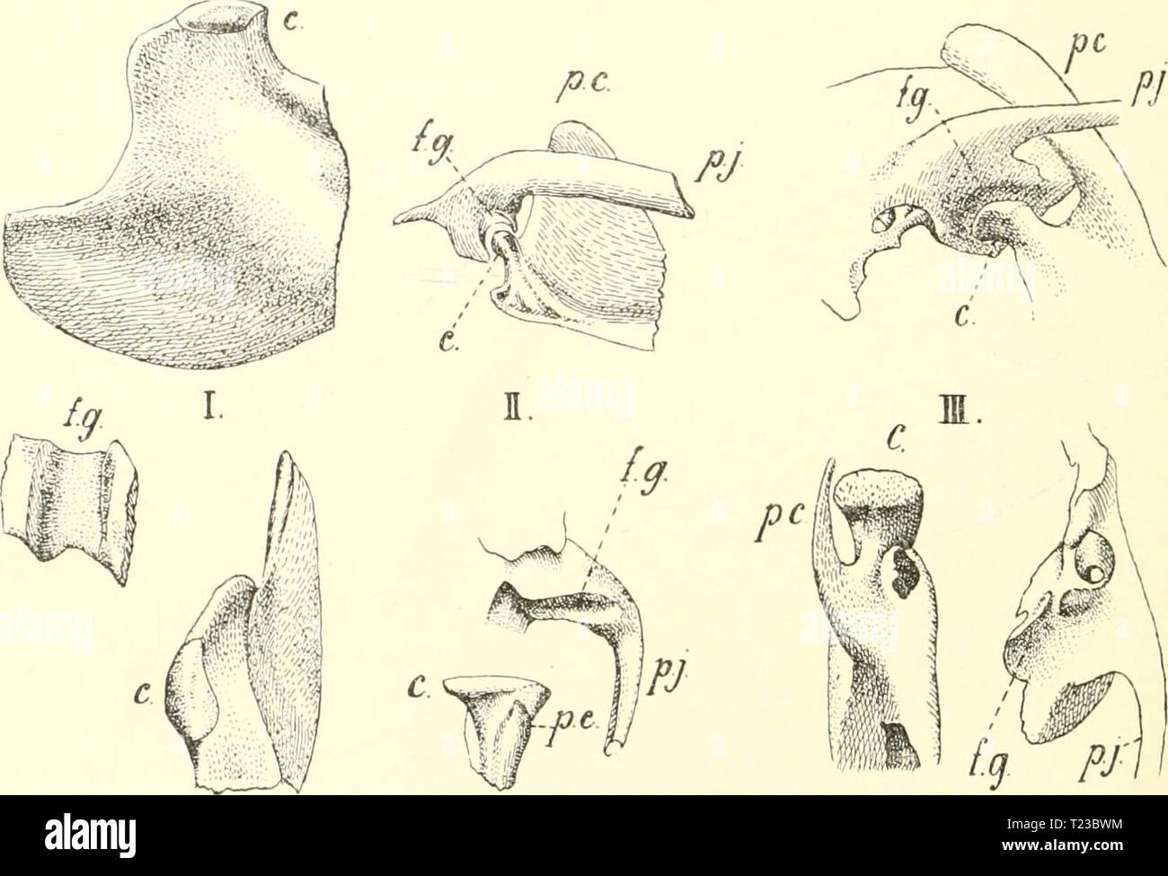 Archiv Bild von Seite 89 der Säugetiere Einführung in sterben sterben sterben Säugetiere. Einführung in die Anatomie und Systematik der fossilen recenten und Mammalia diesugetiereei 00 webe Jahr: 1904 12 IL Skelet. gegiien und (hircli innige Knorpel- und Inindverbindung sterben Symi) liysis m a n d i b u1a ri s darstellen. Sie bleibt zeitlebens bestehen oder macht erst im Alter einer Ein-kylosieiiing Platz. Zuweilen geschieht, stirbt früher, z. B. beim Pferd-l) ereits fötal. Im allgemeinen wenig beachtet ist Sterben von Teutleben bei Nagern entdeckte Bewegiicldveit der Nummern-oper Unterkieferhälften gegeneinandei', sterben Stockfoto