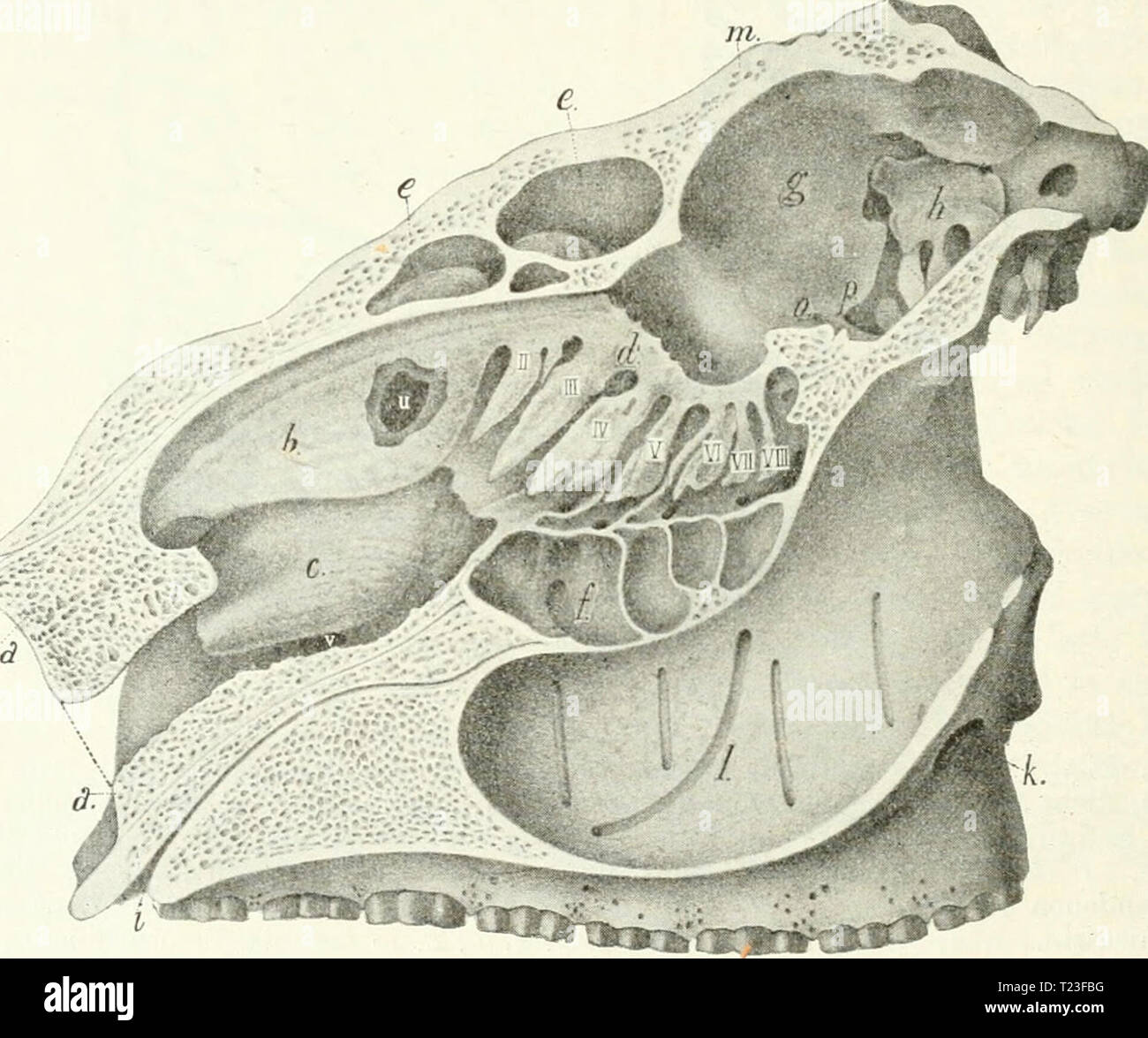 Archiv Bild ab Seite 167 der Säugetiere Einführung in sterben sterben sterben Säugetiere. Einführung in die Anatomie und Systematik der fossilen recenten und Mammalia diesugetiereei 00 webeuoft Jahr: 1904 150 IV. Sinnesorgane. Sterben Etlimotiirbinalia Weiden aber nicht in toto von der Riech- sch Leim haut l) elieidet. Ein Teil derselben, namentlich der vordere des Nasoturbinale, gewöhnliche Nasenschleimhaut mit Flimmerepithel trägt, wie sie auch sterben Regio respiratoria bekleidet. Sie wird vom Trigeminus innerviert. Von der Ethmoturbinalia scharf zu scheiden ist das Maxilloturbi - nale, auch einfach Nasenmusc Stockfoto