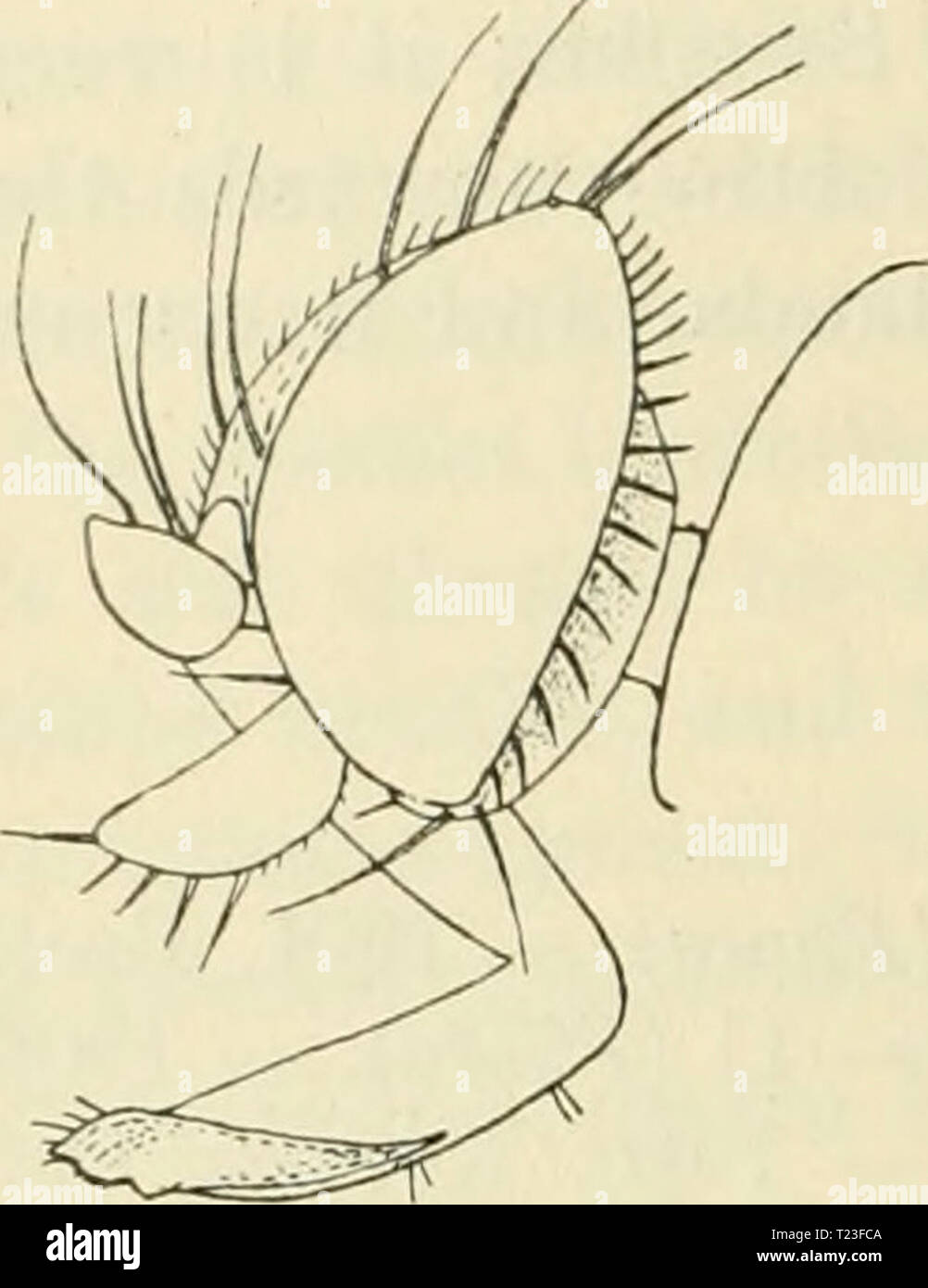 Archiv Bild ab Seite 167 der Diptera danica Gattungen und Diptera Danica: Gattungen und Arten von Fliegen, die bisher in Dänemark dipteradanicagen 06 lund Jahr gefunden: 1907 156 Phoridae. Deutlich Braun; Venen Braun; Costa erreicht nicht ganz zu tlie Mitte; zweite und dritte Ader parallel und damit 1 etwa vier mal länger als 2 + 3; Winkel an der Gabel sehr akut; Rippenbögen Zilien kurz und Fme; vierte Vene issnes anterior an der Unterseite der Gabel und ist eher gerade und auch Fünften und Sechsten Venen fast gerade; vierte bis sechste Venen Evaneszenten vor der Marge, aber der siebte Vene, wie man es erreichen kann. Halte Stockfoto