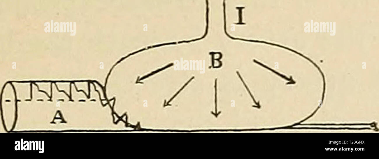 Archiv Bild ab Seite 232 von Richtungen, die für die Arbeit im Labor in Richtungen für die Arbeit im Labor in der Physiologie für die Verwendung von Medizinstudenten directionsforlab 00 lomb Jahr: 1914 ARTEEIAI, PRl-SSURE IM MENSCHEN. 20'?.. (TH SDP iin N.K J15 iz würde es kein Puls Schwingungen werden von Druck in der Luft in der Tasche, außer sehr kleinen Pulsationen, Ende der komprimierte Arterie schlagen gegen die Seite der Tasche verursacht. Wenn nun der Druck sehr allmählich abgesenkt wird, das Blut beginnt in die Arterie unter der Tasche zu arbeiten, (siehe II, Abb. 40). Von Recklinghausen wies darauf hin, dass wenn die pressu Stockfoto