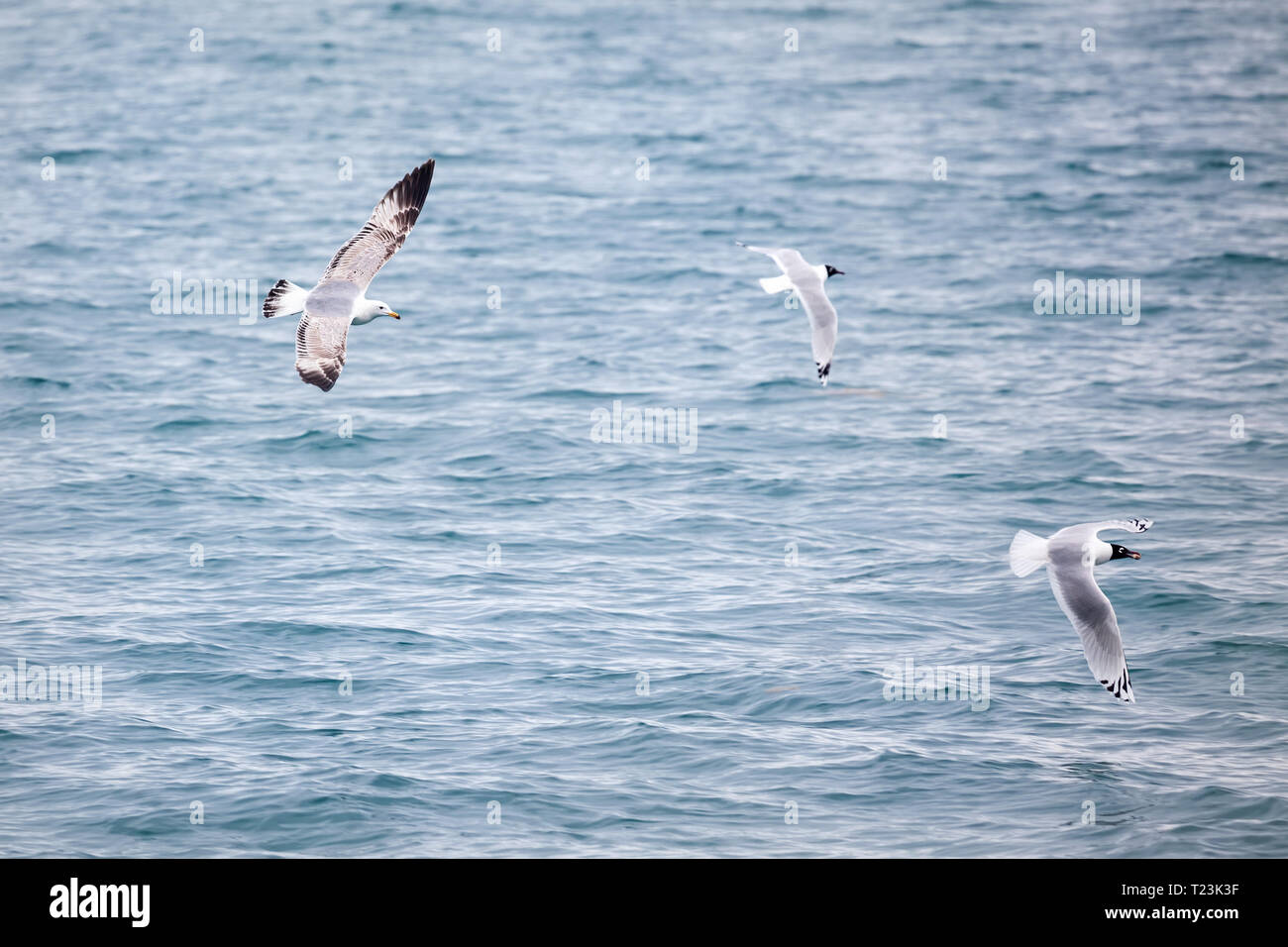 Caspian Gull und Relikt Möwe am See Alakol in Kasachstan und Zentralasien Stockfoto