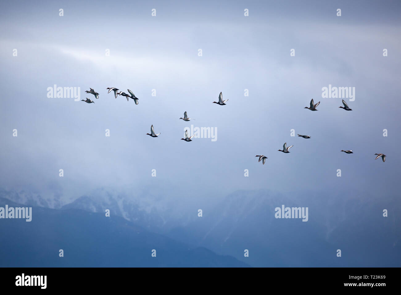 Herde von der Ente an verschneite Berge bei bedecktem Himmel Hintergrund Stockfoto
