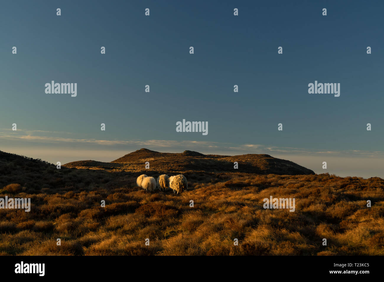 Schafe am Mull von Kintyre Stockfoto