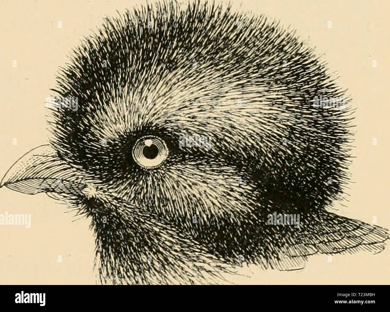 Archiv Bild von Seite 112 des Sterben Vögel; Handbuch der systematischen VÃ¶gel Sterben; Handbuch der systematischen Ornithologie dievgelhandbuc 02 reic Jahr: 1913 Ã¶ Trogonidae. NageschnÃ¤Bler. 99 (Penn). L. 310, Fl. Bin) Nonne. Iknni 9 Kopf, Hals und P> Rost, Lraun FlÃ¼gel gelbbraun gewellt. Vorderindien, Ceylon. Apalharpactes Bp. /Ã¼Gel, Augengegend, Fleck hinter dem Auge und AVange naekt; Obcrsclnvanzdecken iiiebt bis zur Schwanzmitte reichend. 2 Arten in den Sundainseln. • 1. remwardti (TEM). Kopf und Kropf olivengrtinlichbraun, Kehle und UnterkÃ¶rper gelb, RÃ¼cken und FlÃ¼gel stahlgrÃ¼n glÃ¤ Stockfoto