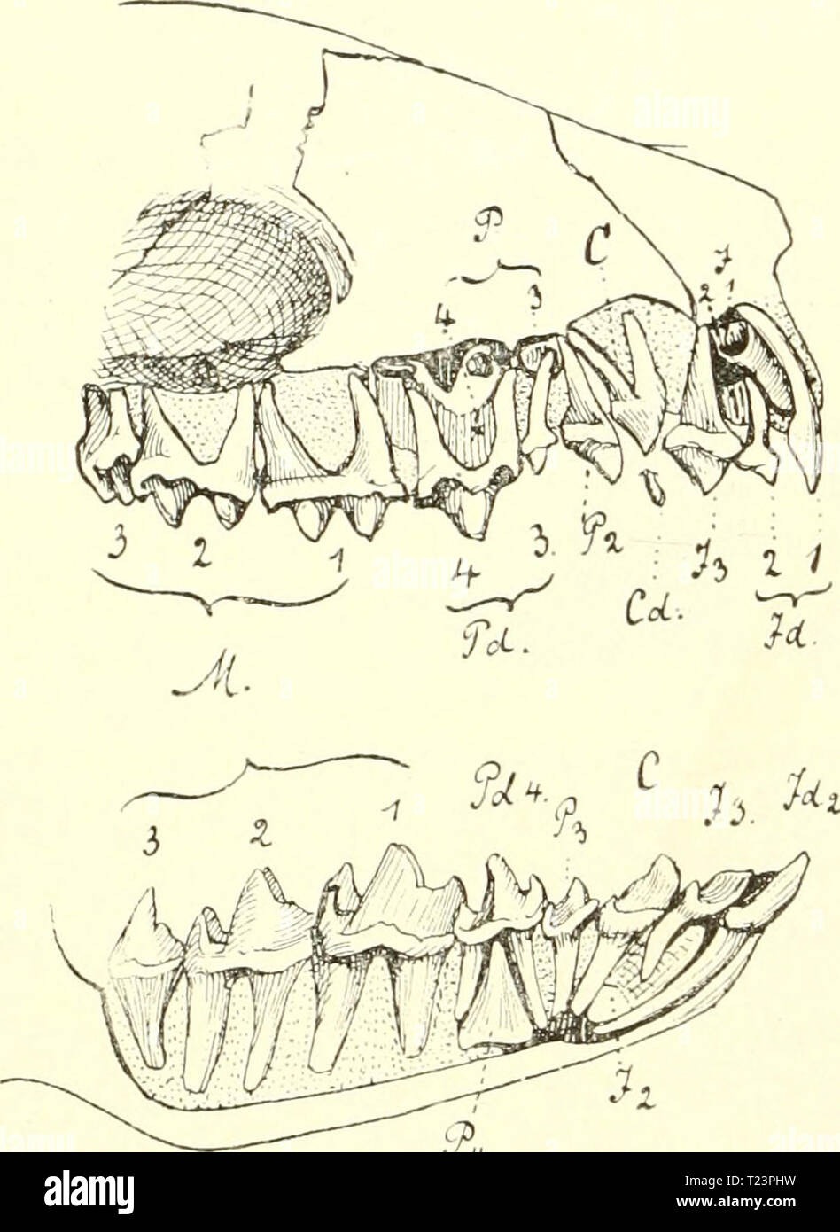 Archiv Bild von Seite 199 Säugetiere Einführung in sterben sterben sterben Säugetiere. Einführung in die Anatomie und Systematik der fossilen recenten und Mammalia diesugetiereei 00 webe Jahr: 1904 182 VI. Gebiß. Neben der generalizierten Formel für das typische Gel) Ieß der Mono-delpliia: ICH C-P-M lantet Sterben typische Formel für das milchgebiß:.,3 .1 id-cd-pd-oder um sterben Stellvertretung deutlich zu machen l, L, I3C P, P, P3 idj idg idg cd pd Pd., Pdg P, M, Mo M 3 Ptl 41 Milchgebiß idi-id, idg cd pd Pd, Pdg pdj vi-Gebiss' II L I3C Pi PÖ P3 P4 M, M, M3 Bleibendes Gebiß, Ersatzgebiß oder.. 2. Denti Stockfoto