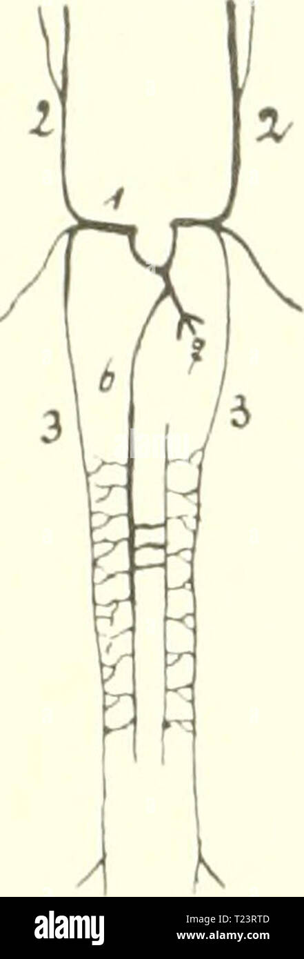 Archiv Bild ab Seite 253 der Säugetiere Einführung in sterben sterben sterben Säugetiere. Einführung in die Anatomie und Systematik der fossilen recenten und Mammalia diesugetiereei 00 webe Jahr: 1904 236 IX. Cirkulationsorgane. Ein Geschichte (hinterer) Teil der Metameren" enen der on the left side Riimpf-Seite ergießt sein Blut in die Vena hemiazygos, sterben wenigstens zum Teil ein Rest der hinteren on the left side Kardinalvene ist. Bei verschiedenen Säugern vereinigt sich mit der Azygos Hemiazygos sterben, bei andei'en, z. B. den Ru-minantia. mündet sie direkt in das rechte Atrium. Stockfoto