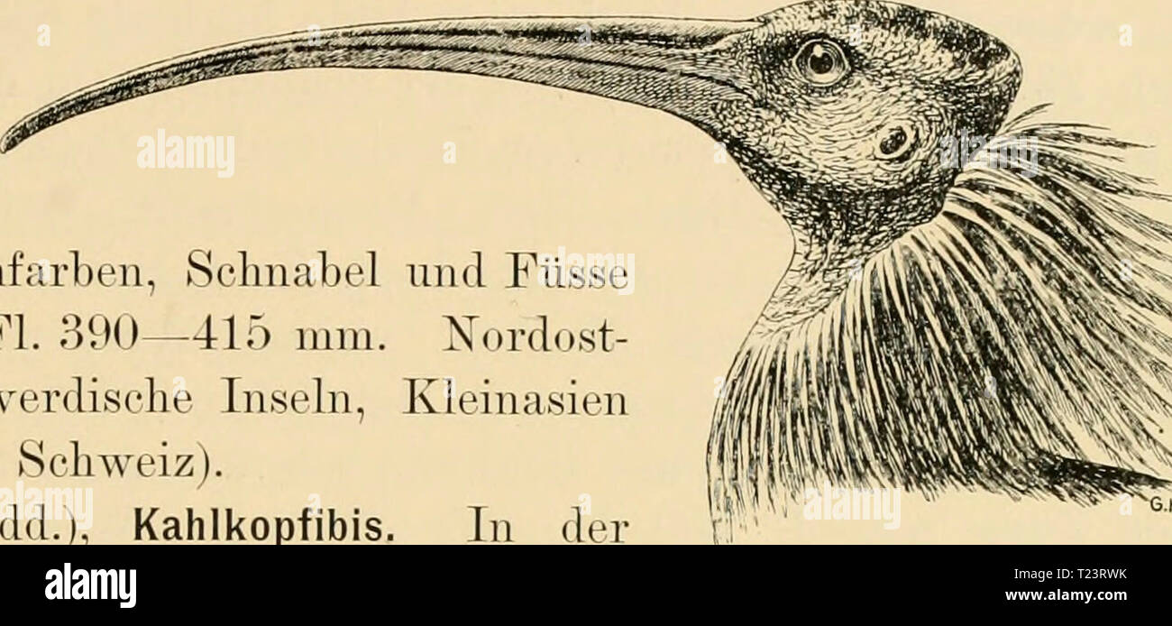 Archiv Bild ab Seite 254 von Die Vögel; Handbuch der systematischen Sterben Vögel; Handbuch der systematischen Ornithologie dievgelhandbuc 01 reic Jahr: 1913 Ibididae. Ibisse. 241 Länge; Kopf und Kehle nackt, Hinterkopf wulstige aufgetrieben. 2 Arten. (Hierzu Comatibis Echb.). G. eremita (L.), {comata Ehr.), Waldrapp (Abb. 125). Nackenfedern schmal, lanzettf/irniig und steif, Gefieder schwarz mit grünem Stahl-glanz, Hals Schleier - chenrr"-tlich glän zend, ein Kupfer - roter Fleck auf dem Flügel, nackter Kopf fleischfarben, Schnabel und Füsse rot. L. 700 - 750, Fl. 390 - 415 mm. Xordost - Afrika, Tuni Stockfoto