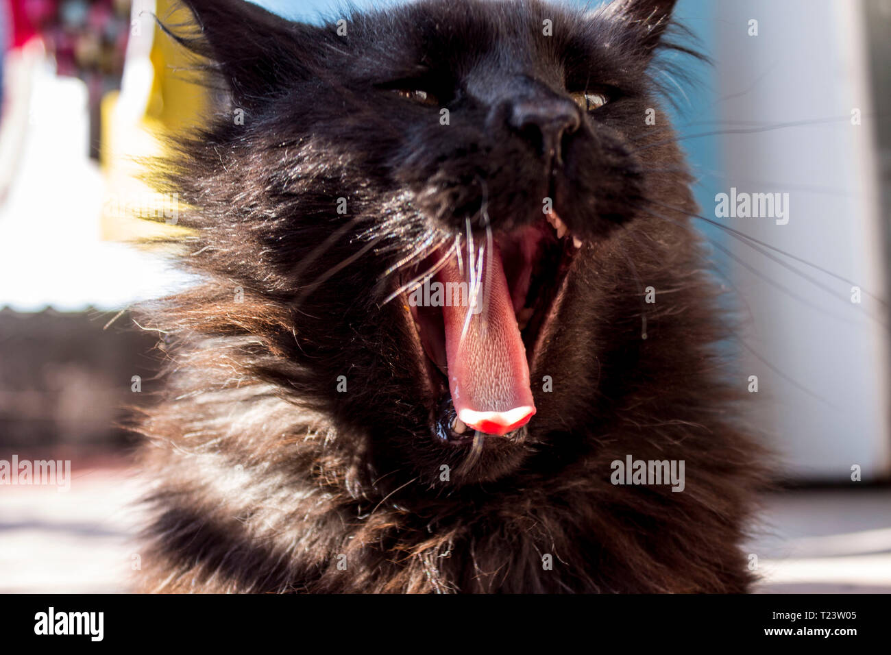 Gähnende Katze Stockfoto