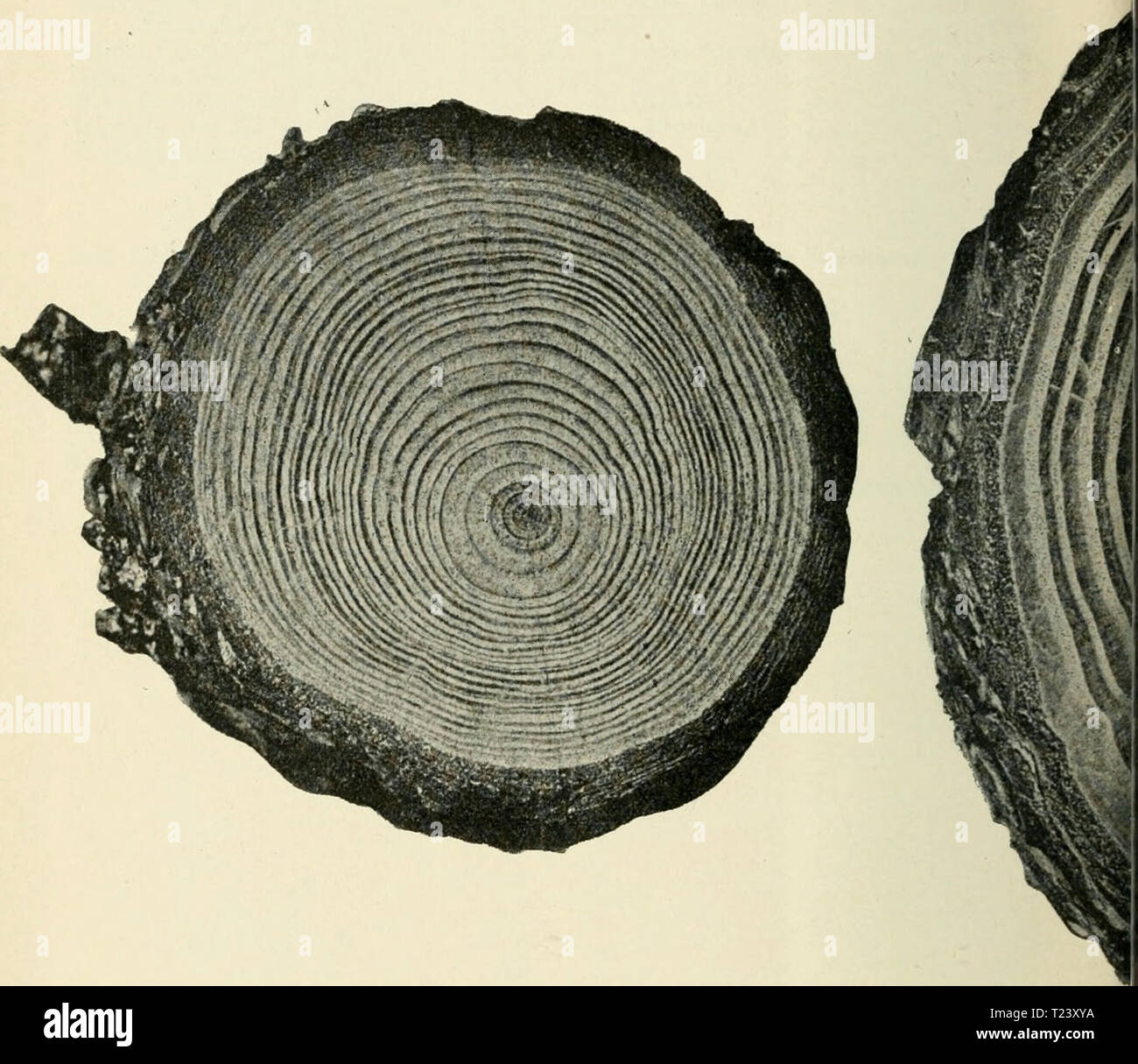 Archiv Bild ab Seite 369 von Die winterharten Nadelhölzer Nadelhölzer Mitteleuropas winterharten Mitteleuropas Sterben: ein Handbuch für Gärtner und Gartenfreunde diewinterhartenn 00 sche Jahr: 1909 Holz-Zuwachs der Pseudotsuga-Douglasii Carr. Abb. 172. Finus silvestris L. Stammdurchschnitt 37 jährig. Beide Pflanzen sind nebeneinander in Demselb" Stockfoto