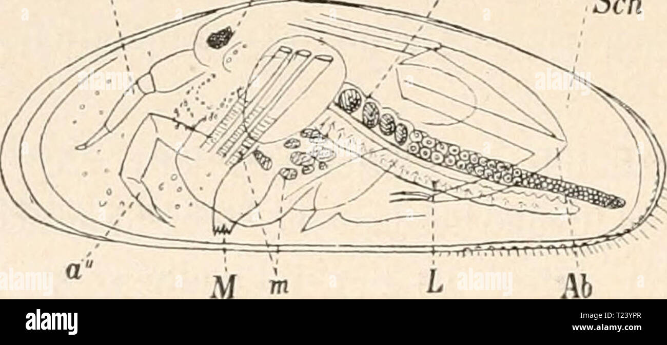 Archiv Bild ab Seite 387 von Die Tier- und Pflanzenwelt des Sterben Tier- und Pflanzenwelt des SÃ¼sswassers: EinfÃ¼hrung in das Studium derselben dietierundpflanz 01 Zach Jahr: 1891 372 sterben Krebsfauna unserer GewÃ¤sser. wieder zwei Paar FÃ¼hler ein, deren hintere beinfÃ¶rmig ist. Es folgen dann nach rÃ¼ckwÃ¤rts ein Paar Oberkiefer und Unterkiefer zwei Paar. Da nur zwei eigentliche Beinpaare vorkommen, ver-sieht ausser den hinteren FÃ¼hlern beim mã¤nnchen der Vorgeschmack des zweiten Unterkieferpaares sterben Funktion eines solchen und zugleich des Greiforganes. Das Ende des Hinterleibes ist wie bei de Stockfoto