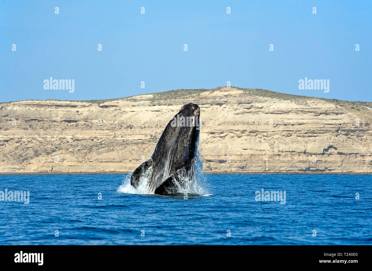 Südkaper (Eubalaena australis), die Verletzung, die Halbinsel Valdes, Patagonien, Argentinien Stockfoto