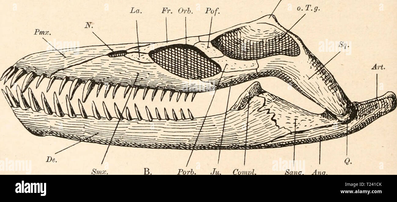 Archiv Bild ab Seite 513 der Stämme der Wirbeltiere (1919) Stämme der Wirbeltiere diestmmederwir 00 abel Jahr sterben sterben: 1919 par la Fr. Orb. Pof. o.T.g. Porb. Ju. Kompl. Sang. Ang. Abb. 388. Rekonstruktion des Schädels von Muraenosaurus in 1/3-Nat. Gr. Von oxfordien Fletton bei Peterborough, England. (/ C.W. Andrews, 1910.) Ein von Ihr Browser kann leider keine eingebetteten Frames, B von links gesehen. Stockfoto