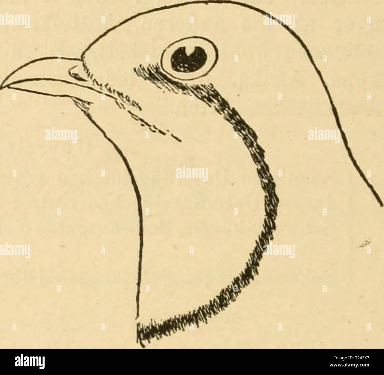 Archiv Bild ab Seite 749 von Die Vögel der paläarktischen Fauna Vögel der paläarktischen Fauna systematische Übersicht der in Europa sterben, nord-asien und der Mittelmeerregion vorkommenden Vögel dievgelderpal 02 hart-Jahr: 1910 1528 Limicolae. und sterben Dr. Kehle umsäumender Halbkreis schwarz, letzterer noch schmal weiß eingefaßt. Kropf graubräunlich mit rostgelbem Anflug, nach der Brust zu gelblicher werdend, Unterkörper und Unterschwanzdecken weiß. Axillaren und innere Uifterflügeldecken rostrot, längste Serie und äußerste Reihen dunkel-braun, letztere mit zwei weißen Flecken und teilweise mi Stockfoto