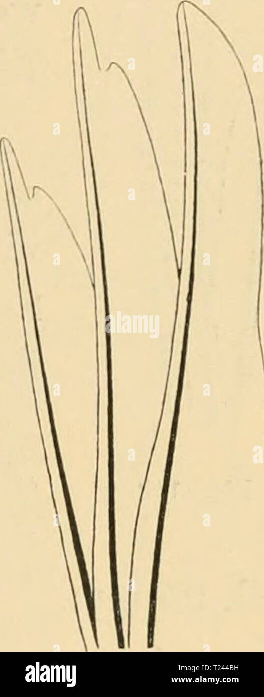 Archiv Bild Ab Seite 216 Von Die Vogel Handbuch Der Systematischen Sterben Vogel Handbuch Der Systematischen Ornithologie Dievgelhandbuc 02 Reic Jahr 1913 Tyrannidae Tyrannen 2 O3 A Liridus Kittl Kelile Ijrauii Weiss