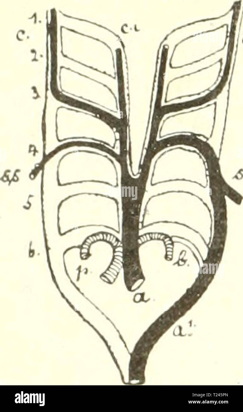 Archiv Bild von Seite 251 Säugetiere Einführung in sterben sterben sterben sÃ¤Ugetiere. EinfÃ¼Hrung in der Anatomie und Systematik der fossilen recenten und Mammalia diesugetiereei 00 webe Jahr: 1904 2 B 4 IX. Cirkulationsorgane. Abb. 189./Arterienbogen, von der BauchflÃ¤che gesehen; schwai'z ist angedeutet, war bei SÃ¤ugern daraus zweite biz fÃ¼nfte der ersten bis vierten Kiemen-spalte Balatonfüred, der sechste Al)er hinter der entsprechenden Kiementasche. Unsere P'igur l'l" / Boas stellt dar, welche wichtigen (lefÃ¤Ãe aus diesen primitiven Arterienbogen sich ditferenzieren. Es sind in erster Lin Stockfoto