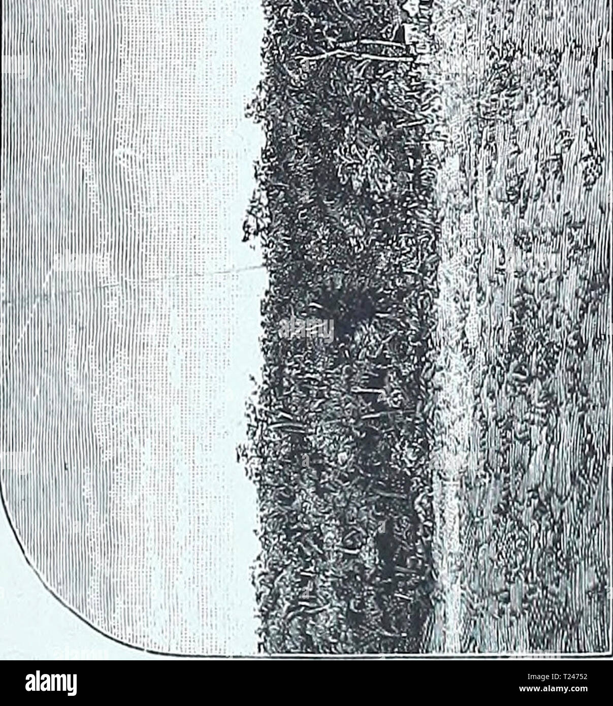 Archiv Bild ab Seite 312 der Entdeckung von Seen Rudolf und Entdeckung von Seen Rudolf und Stefanie: eine Erzählung des Grafen Samuel Talaki der Erkundung discoveryoflakes 01 hhne 1 Jahr: 1894 falsche Berichte über KIKUYULAND Lake Baringo für fresli Sup-Lagen. Käufe sind daher immer entweder hier, wo die Einheimischen behandelt werden, oder bei Miansini, ein Ort, ein wenig weiter auf, auch an den Grenzen der Kikuyu, wo die Wandorobbo fungieren als Vermittler. Vor unserer Ankunft war nur wenig wirklich bekannt über das Land oder die Menschen, die der Kikuyu, mit der Folge, dass Graf - weniger Geschichten flott wurden von t Stockfoto