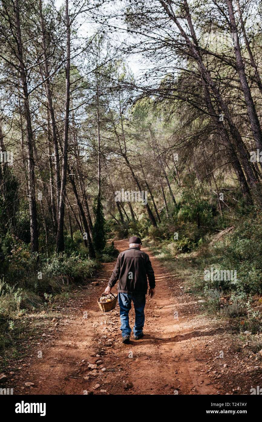 Ältere Menschen auf der Suche nach Pilzen im Wald Stockfoto