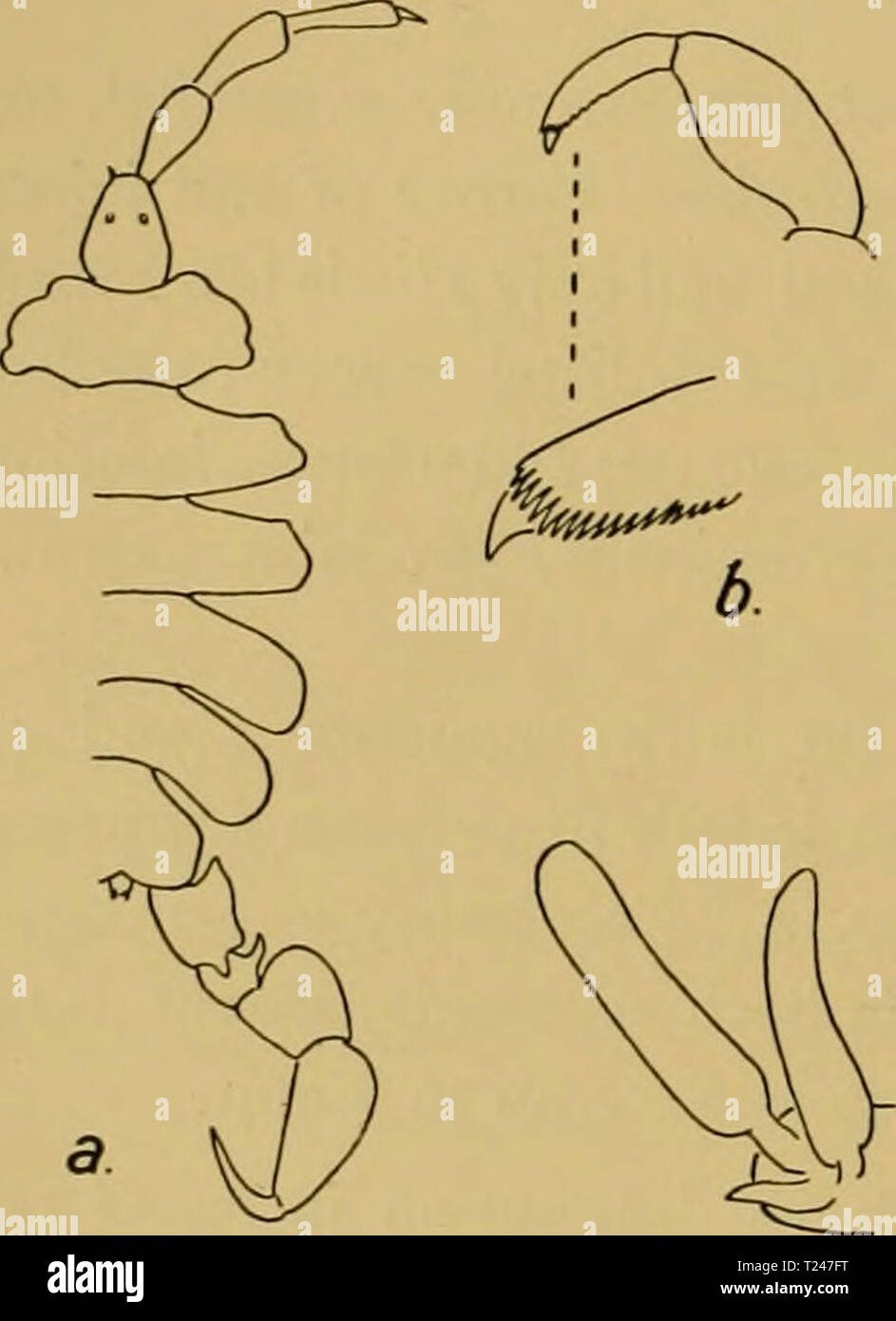 Archiv Bild ab Seite 323 der Entdeckung berichten (1932) Entdeckung berichten discoveryreports 05 inst Jahr: 1932 314 Entdeckung berichten Liitken, 1873, S. 276, Pi. iv., Abb. 9. Mayer, 1882, S. 186, 187, Text-Abbn. 37, 38; 1890, S. 147, 150, Pi. vi, Feigen. 43, 44; pi. vii., Abb. 19 (globicipitis). Chevreux, 1913 a, S. 15 (globicipitis). Chevreux und Fage, 1925, S. 462, Abb. 438 (globicipitis). Vorkommen: 1. St. ich 4° 45' N, 180 24' W. 27.x. 25. Auf Dolphin A.4 &lt; $&lt; $ 5 $$ (einige mit Embryonen), 4 immat. &Lt;£&lt; £, 2 immat. ??. 2. Gleiche station. Auf Dolphin B. 1,1 ovig. , 3 immat. $?, 8 juv. Descriptio Stockfoto