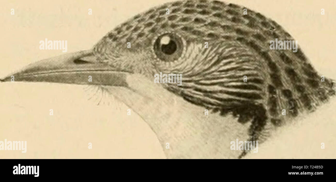 Archiv Bild ab Seite 489 von Die Vögel; Handbuch der systematischen Sterben Vögel; Handbuch der systematischen Ornithologie dievgelhandbuc 02 reic Jahr: 1913 476 Oscines. (Siiiorv), ael. Manorhina Vieill. Kopfseiten befiedert, nur ein nackter Fleck hinter dem Auge; "Stirn- und Zügelfedern kurz, samtartig; Schnabel kürzer als Mittelzehe; gerader oder gerundeter Schwanz kürzer als Flügel. 5 Arten in Australien. M. Garr/iJd (Latli.). Stirn und Wangen weiss, Scheitel vordere und hintere Wangen schwarz, Kehle mit Mattgrauem, Jederseits grauweiss gesäumten Mittelstreif, Morell grau mit Weisslichen Gr Stockfoto