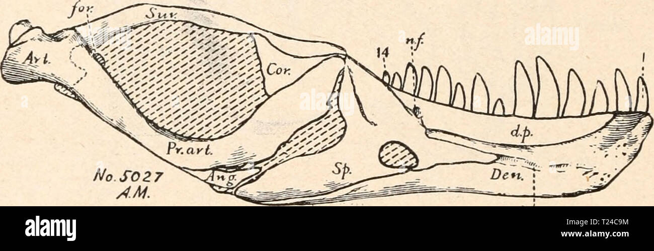Archiv Bild ab Seite 623 von Die Stämme der Wirbeltiere (1919) Sterben Stämme der Wirbeltiere diestmmederwir 00 abel Jahr: 1919 N o. 50 27 UHR. Mck.gv Abb. 470. Innenansicht der on the left side Unterkieferhälfte von Tyrannosaurus rex, Osb., aus der oberen Kreide bin Hell Creek in Montana; Nr. 5027 des amerikanischen Mus.Nat. Hist. New York. (/ H.F. Osborn.) Art.=Articulare. Pr.kunst.Ang. = Angulare. Sur. Kor. = Complementare. Für. Den. = Dentale.n.w.iL s.="Supradentale' (= Teil Mck.gr.des Spleniale). Sp. = Spleniale. Ich u. 14 - Praearticulare. = Supraangulare. = Foramen im Supraangulare. = Amun Stockfoto