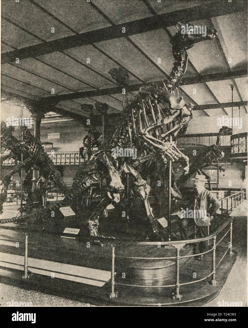 Archiv Bild ab Seite 646 der Stämme der Wirbeltiere (1919) Stämme der Wirbeltiere diestmmederwir 00 abel Jahr sterben sterben: 1919 Reptilia. 625 eng aneinander, da somit die Zunge durch eine ovale Öffnung des Unter-kiefers durchtreten mußte, hat L. Dollo das Vorhandensein einer Greif-Abb. 491. Gruppe von neun Skeletten des Iguanodon bernissartensis, Boulenger, und einem Skelett des Iguanodon Mantelli, Owen (das kleine Skelett auf der on the left side Seite des Bildes, dessen Schädel durch einen Lichtfleck der photographischen Platte undeut-lich ist). Die größere Kunst (I. bernissartensis) erreichte eine Stockfoto