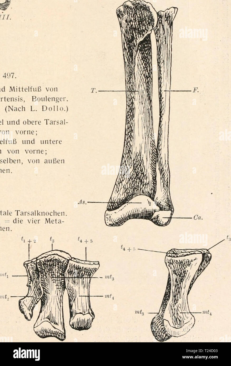 Archiv Bild ab Seite 652 von Die Stämme der Wirbeltiere (1919) Sterben Stämme der Wirbeltiere diestmmederwir 00 abel Jahr: 1919 ///. Abb. 497. Unterschenkel lind Mittelfuß von Jguanodon bernissartensis, Boulenger. Stark verkleinert. (/ L. Dollo.) Ihr Browser kann leider keine eingebetteten Frames anzeigen: Unterschenkel und obere Tarsal - stadtschloss von vorne; unten links: Mittelfuß und untere Tarsalknochen von vorne; unten rechts: dieselben, von außen gesehen. T = Tibia. F. = Wadenbein. Als. = Astragal. Ca. = Calcaneus. f 2 + 2, t3, +5 = distale Tarsalknochen. mt-u MT2, MF3, m/4 = tarsalknochen Abb. 496. Fährte von Iguanodon mit hinein - gestelltem Fuß Stockfoto