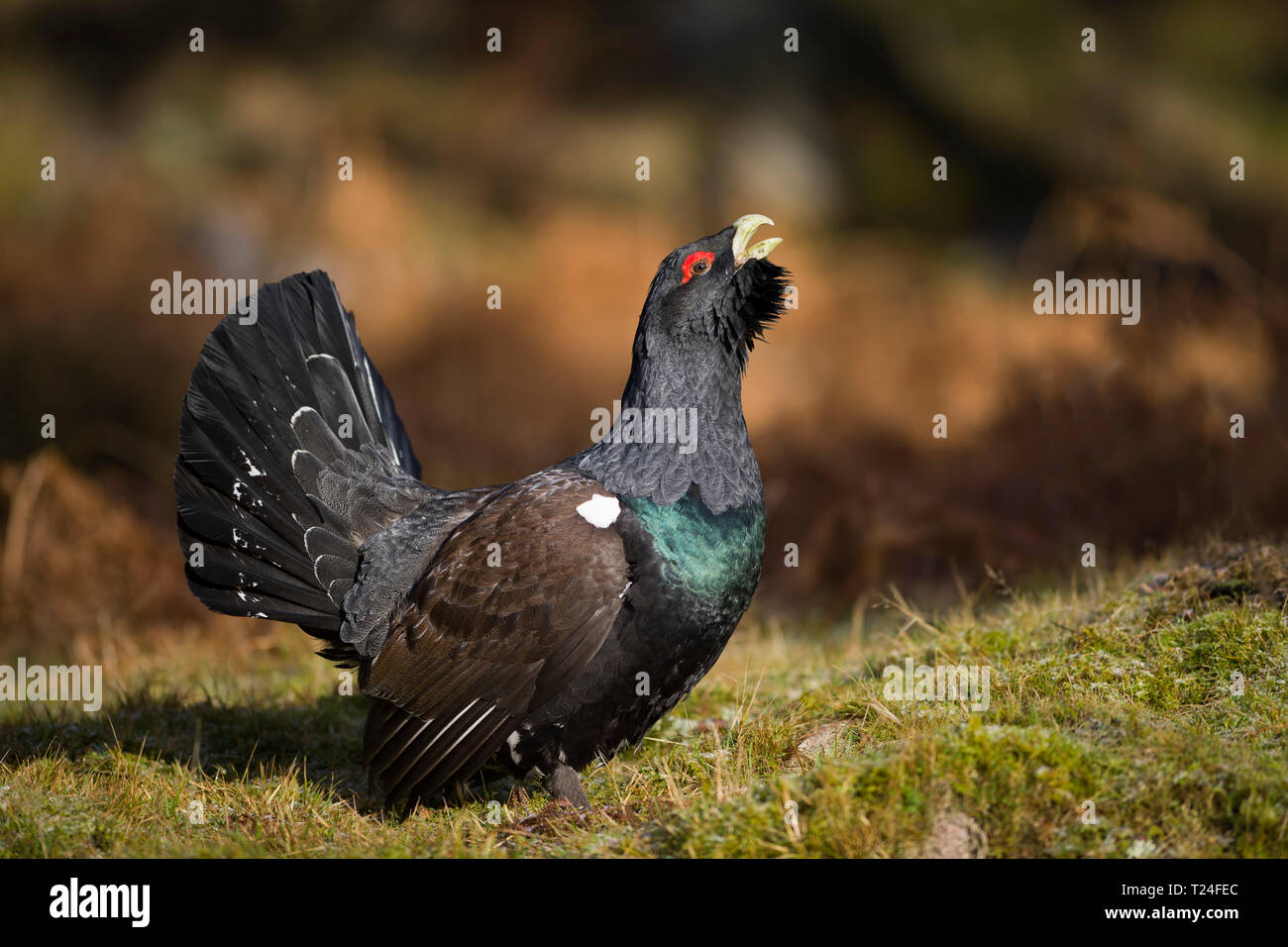 Schottland, Paarung Western Auerhahn am Pinienwald Stockfoto
