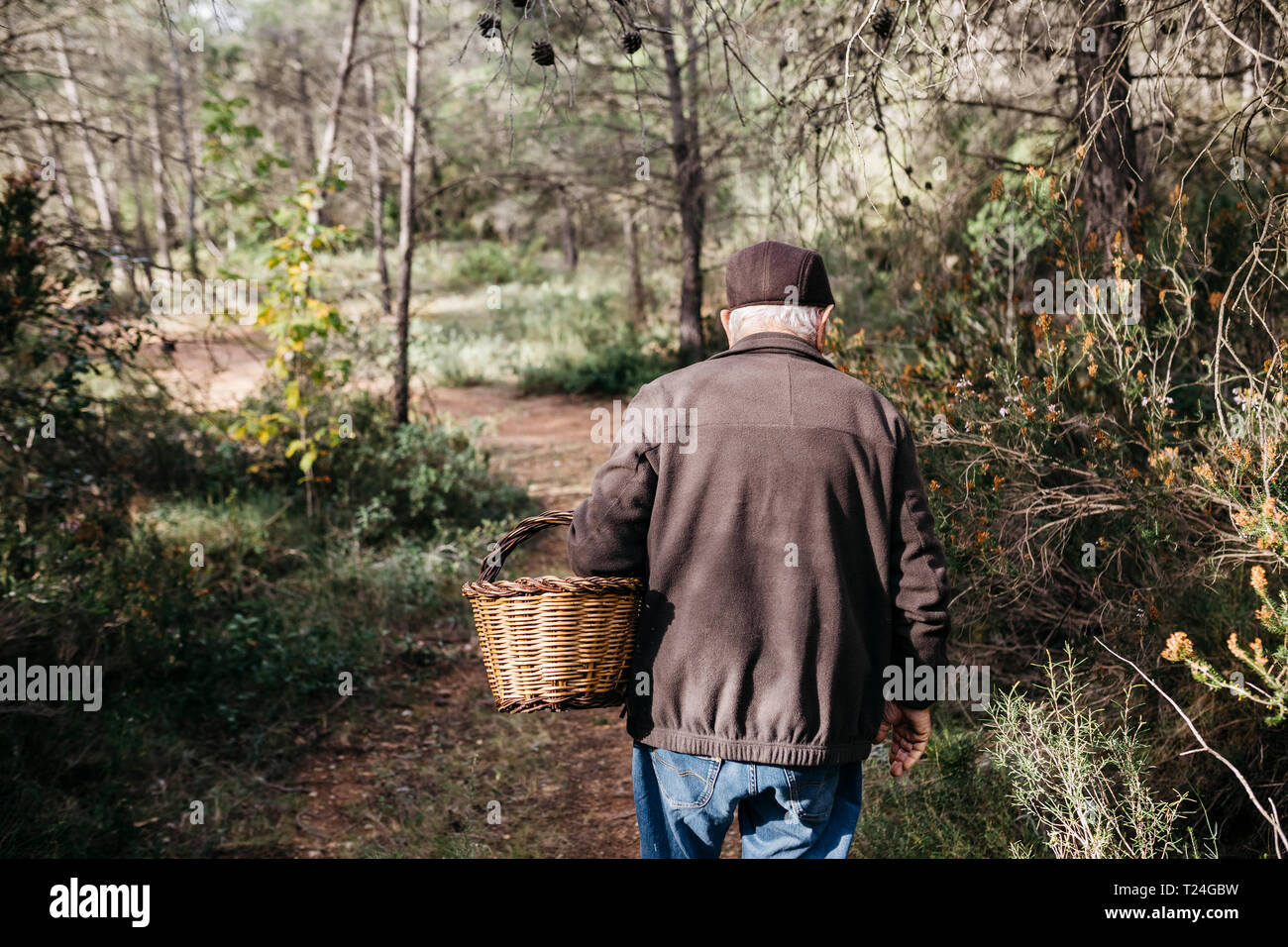 Ältere Menschen auf der Suche nach Pilzen im Wald Stockfoto