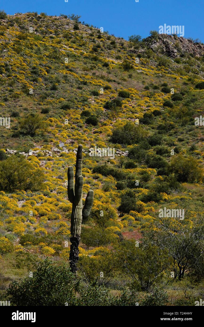 Im Frühjahr Wildblumen wachsen für eine kurze Zeit in der Wüste von Arizona auf dumme Freizeitpark. Stockfoto