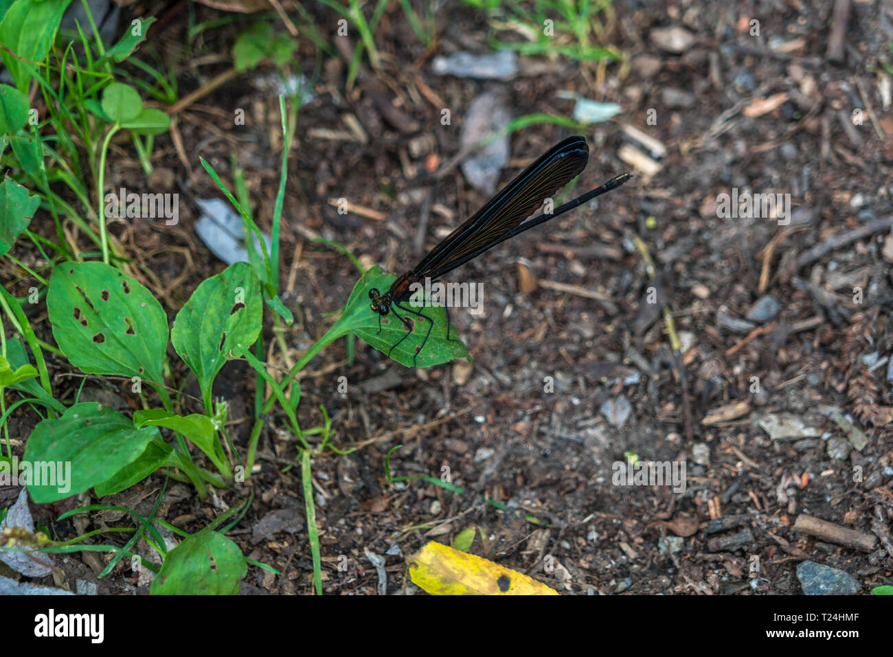 Calopteryx Atrocalopteryx atrata atrata, oder Vestalis tristis Navas