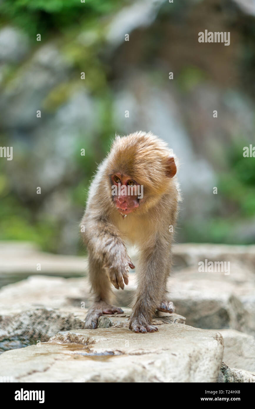 Wild baby japanischen Makaken (Macaca Fuscata) oder Schnee Affe. Jigokudani, Präfektur Nagano, Japan Stockfoto