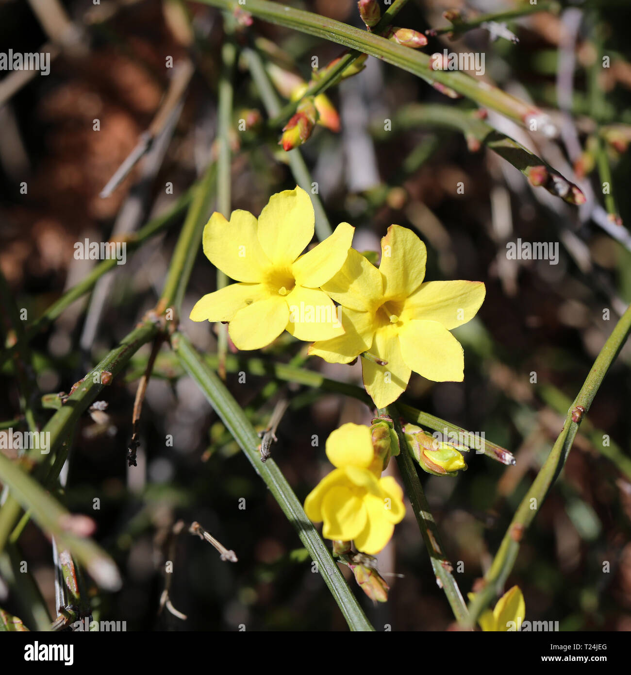 Kleine gelbe Blumen wachsen aus einem Busch in der Schweiz. Schöne helle  Blüten mit einer schönen Form. An einem sonnigen Frühlingstag fotografiert  Stockfotografie - Alamy