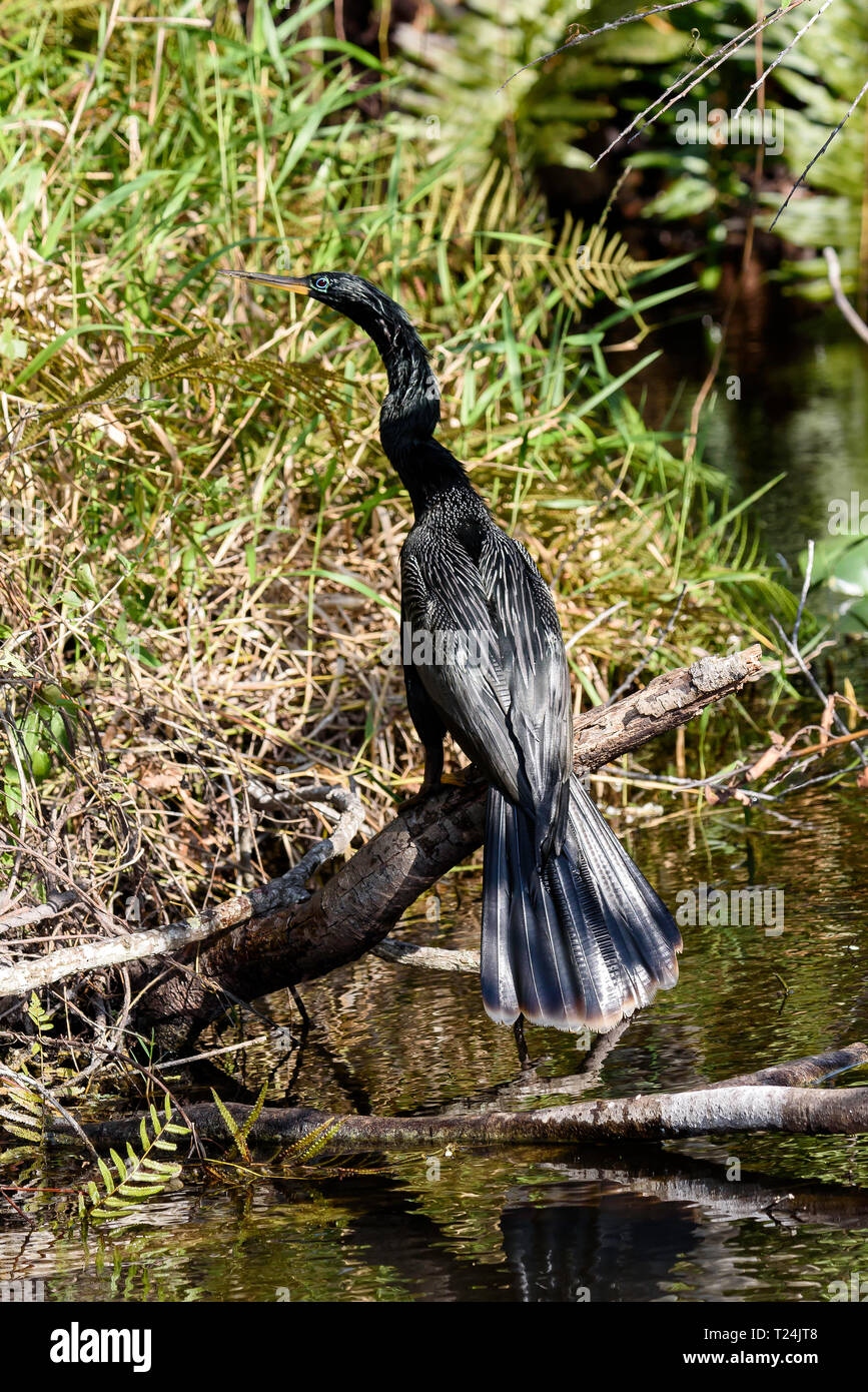 Anhinga anhinga anhinga (männlich) auf einem Zweig über Wasser in Shark Valley gelegen, Everglades National Park, Florida, USA Stockfoto