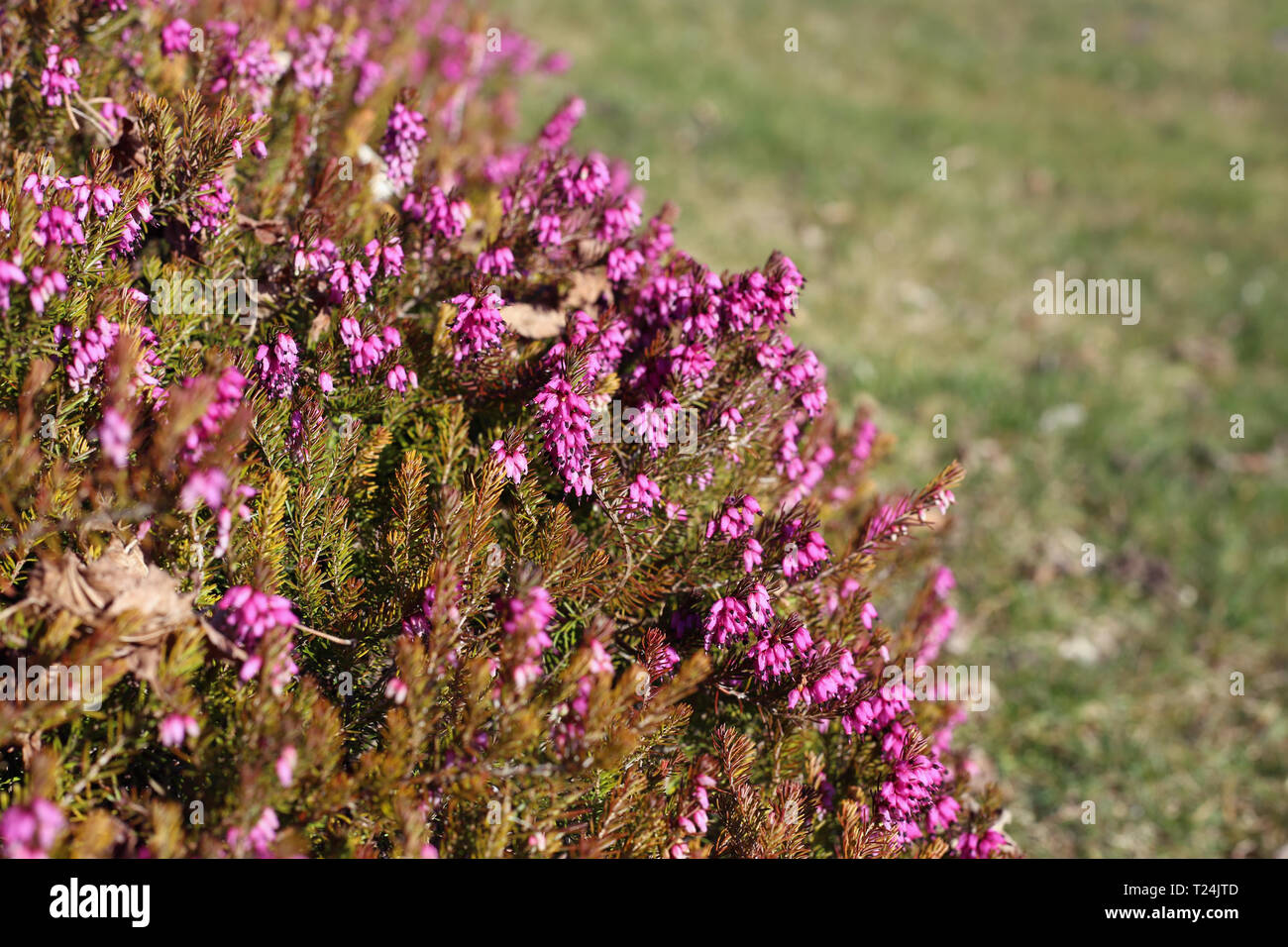 Violett-rosa Lavendel Blumen in Nyon, Schweiz, während ein sonniger  Frühlingstag fotografiert. Schöne Blumen mit tollen Farbe. Closeup Bild  Stockfotografie - Alamy