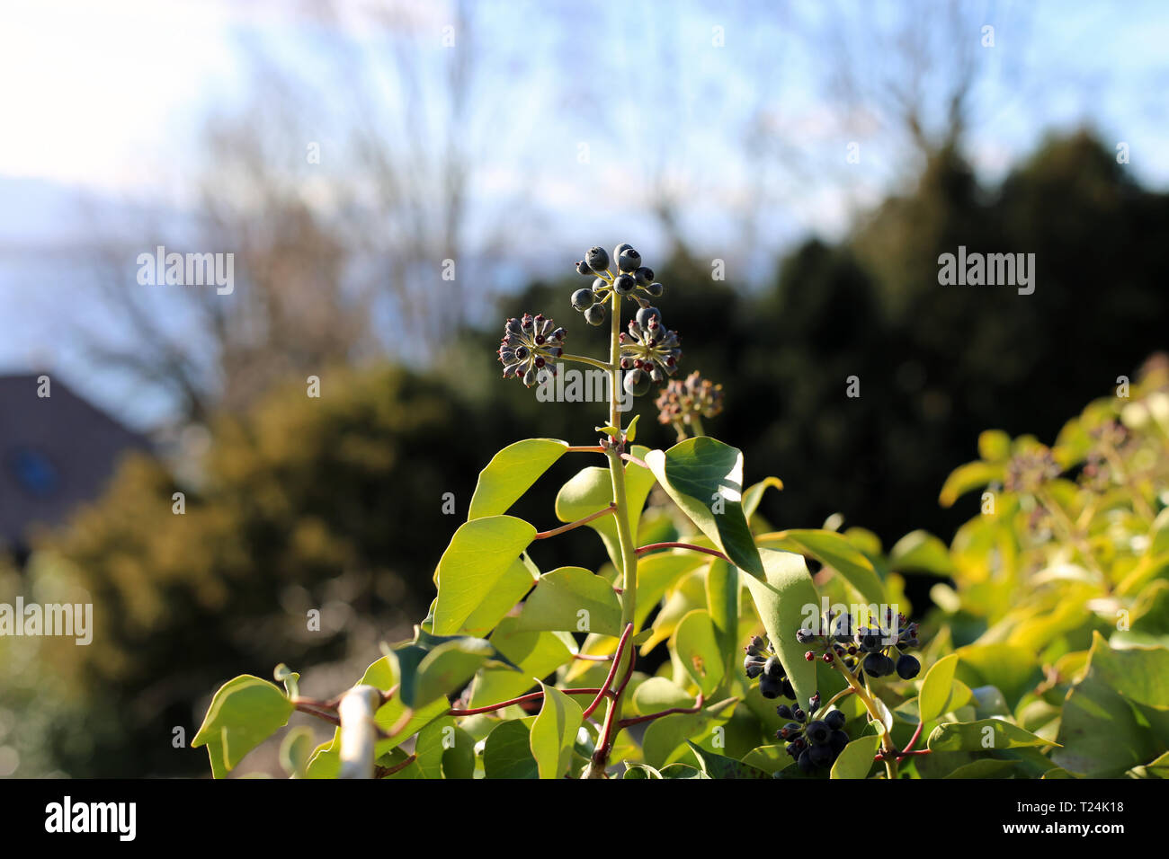Kleine schwarze Beeren und viel Grüne Blätter fotografiert in einer
