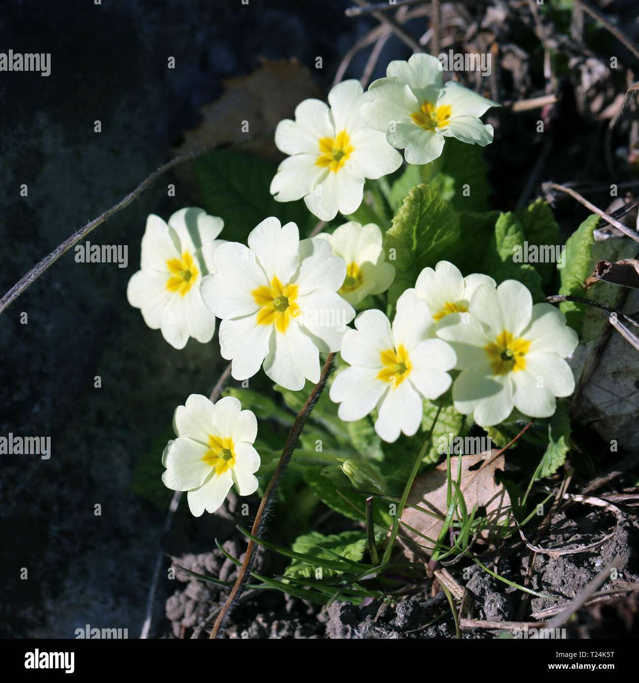 Wenig natürliche weiße Blüten mit Orange Centers fotografiert in der Schweiz während der sonnigen Frühlingstag. Schön, hübsch blühende frische Blumen. Stockfoto