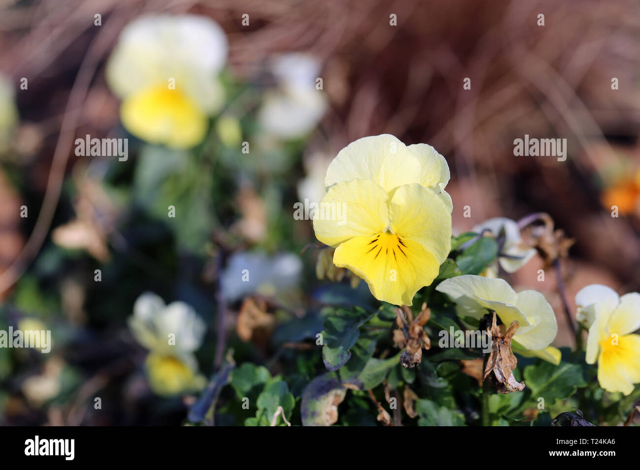 Viel hübsches Licht gelb Stiefmütterchen Blumen blühen. In Nyon, Schweiz während eines schönen und sonnigen Frühling fotografiert. Schöne, detaillierte Foto. Stockfoto