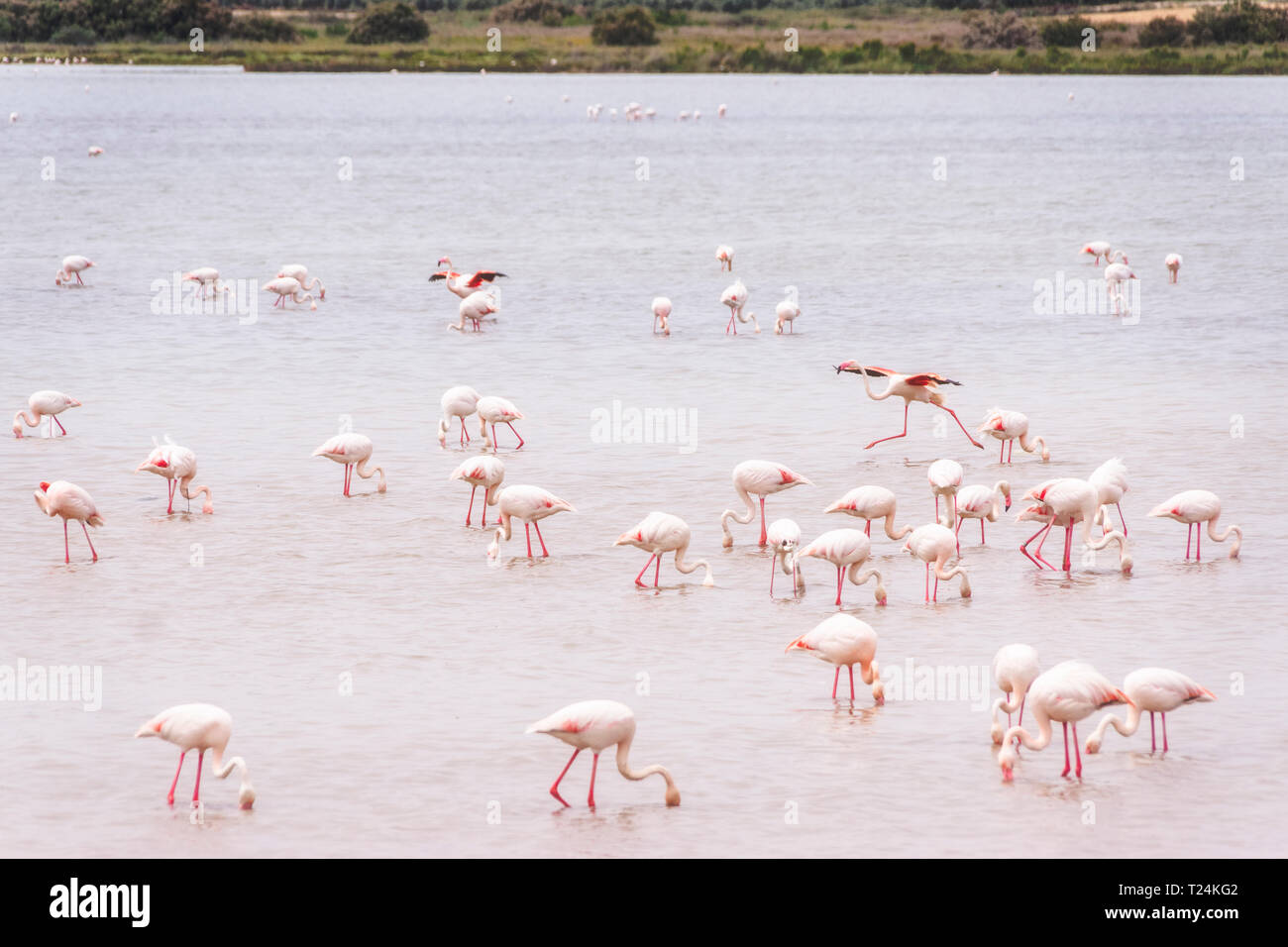 Spanien, Andalusien, Fuente de Piedra, Flamingos im Wasser Stockfoto