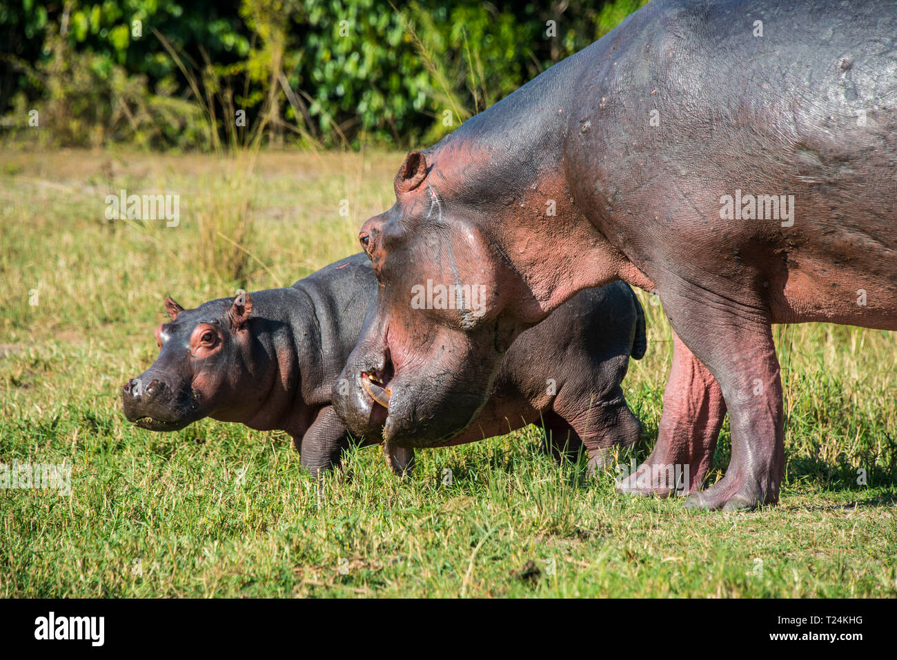 Afrika, Uganda, Nilpferd, Hippopotamus amphibius, Mutter mit Baby, Murchison Falls National Park Stockfoto