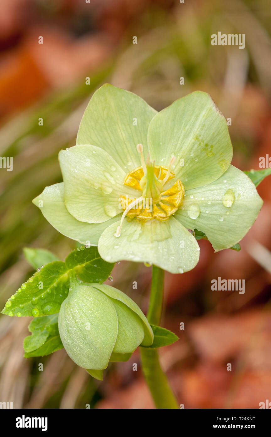 Grüne Helleborus Blume mit staubblatt in Wald mit Regentropfen Stockfoto