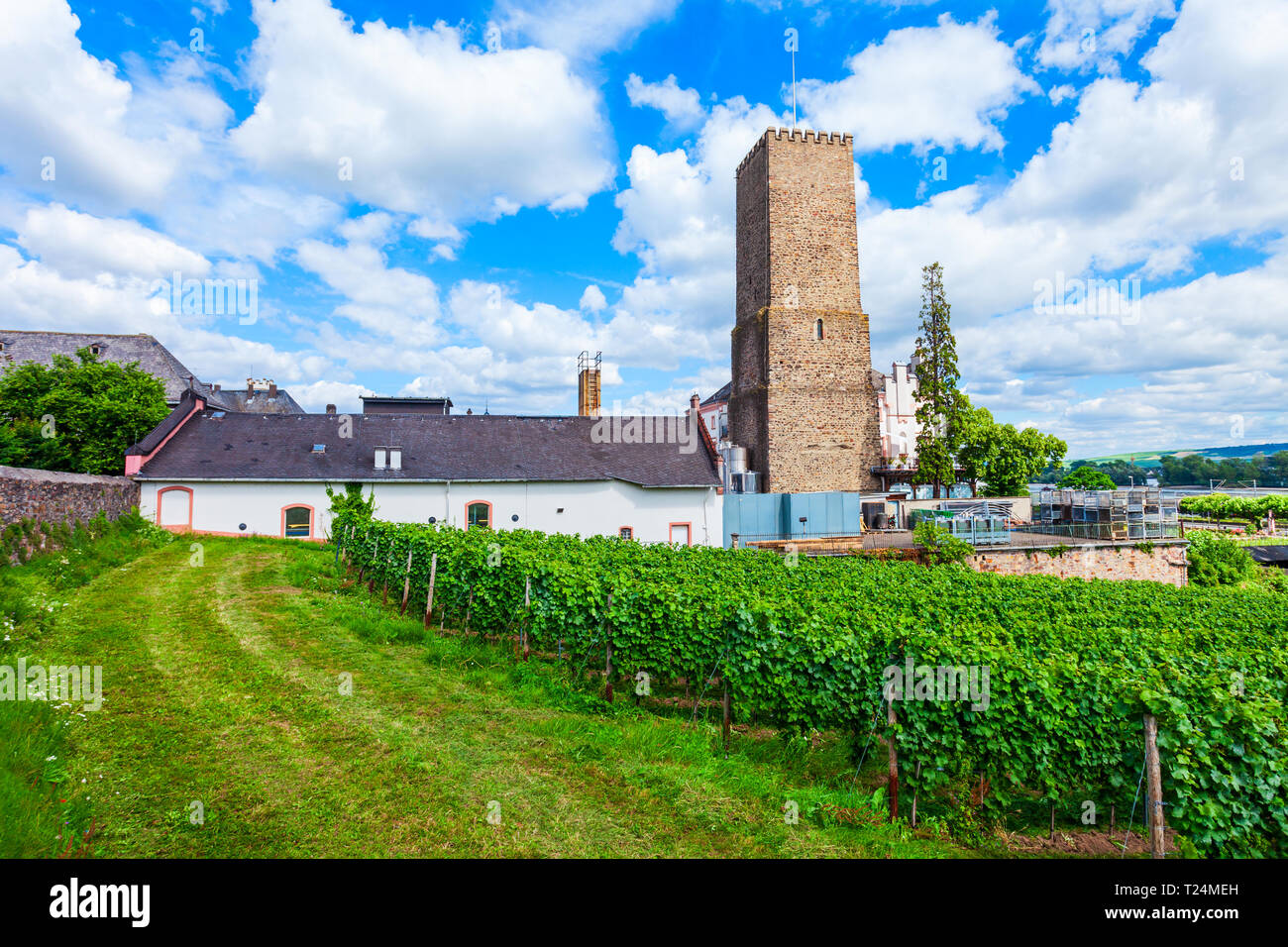 Weinkeller und Weinberge in Rüdesheim am Rhein, Stadt am Rhein, Deutschland Stockfoto