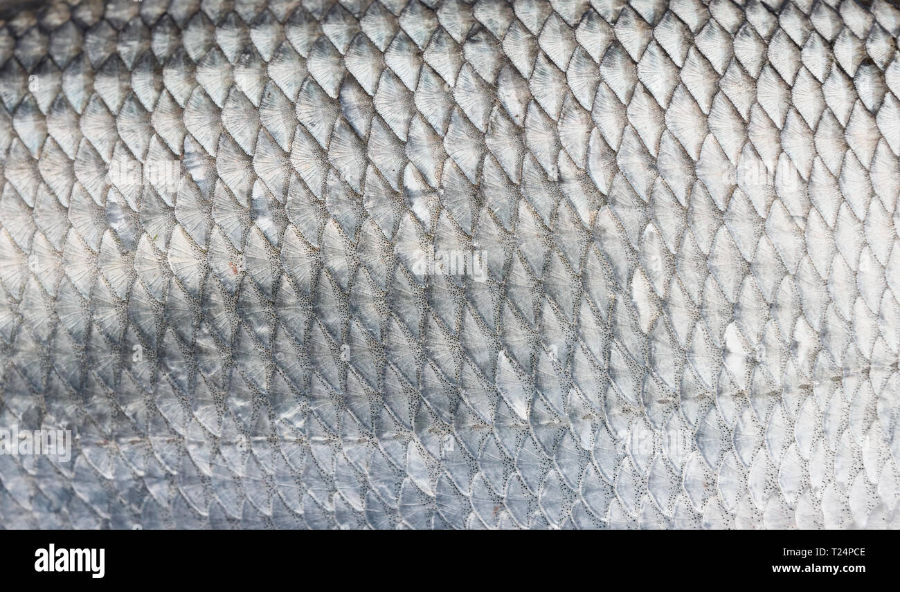 Asp Fischschuppen, natürliche Textur Stockfoto