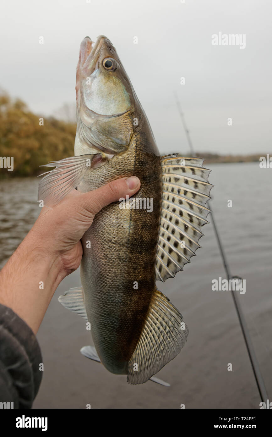 Zander gefangen auf Herbst Tag, düsteren Himmel Stockfoto