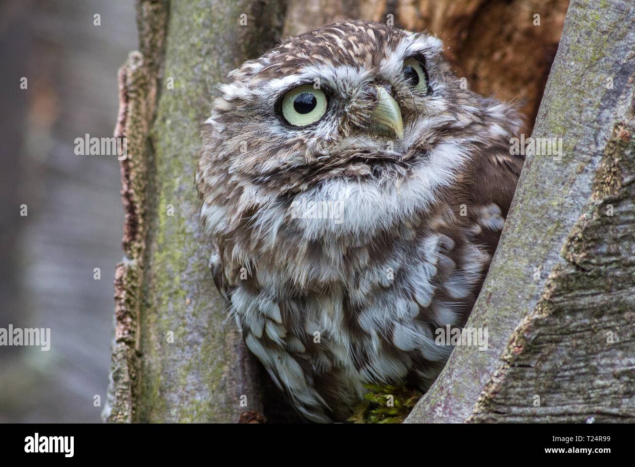 Eine schöne Eule in einem Baum Bohrung Stockfoto