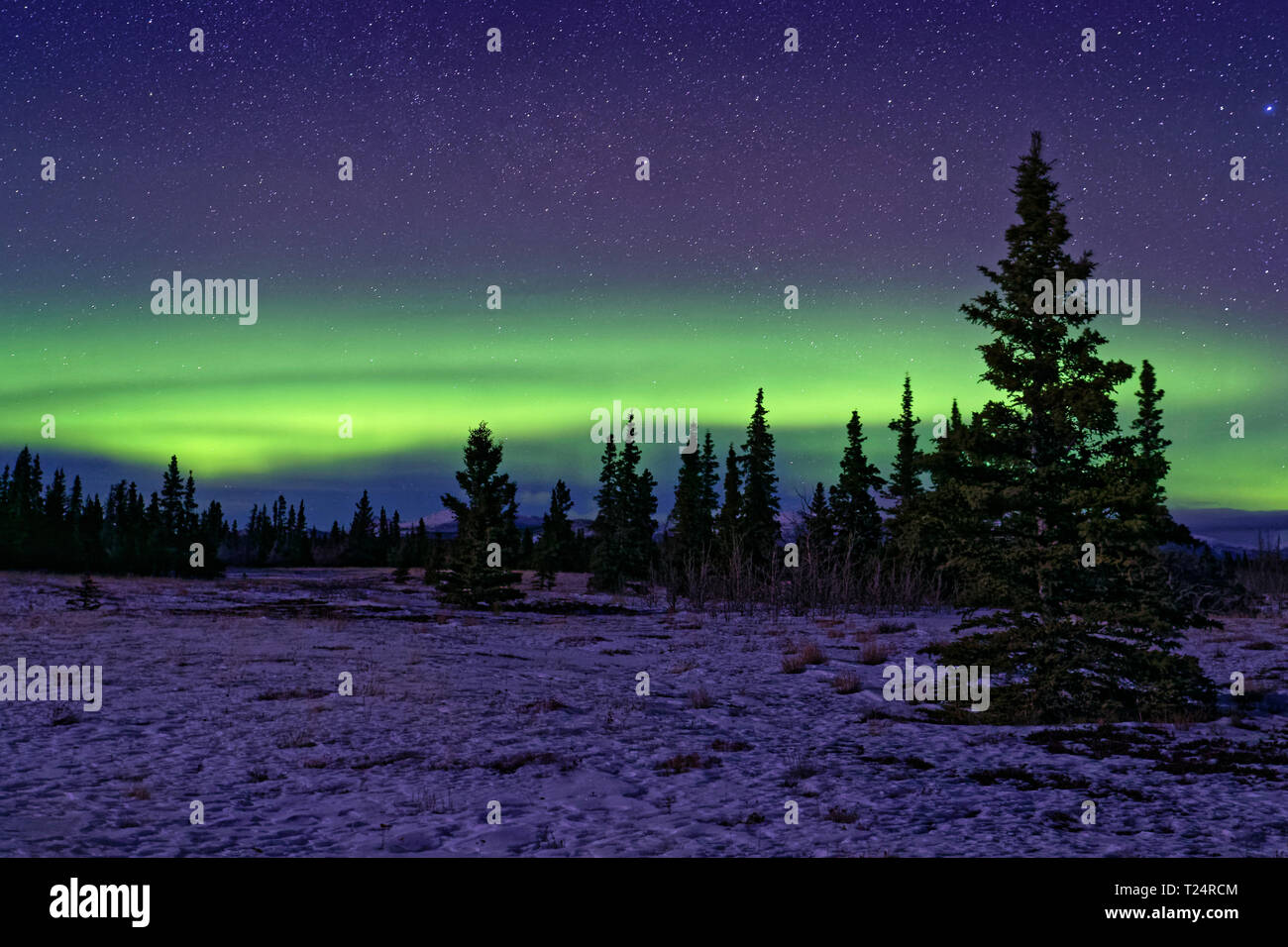 Northern Lights auf die Wälder des Kluane National Park Stockfoto