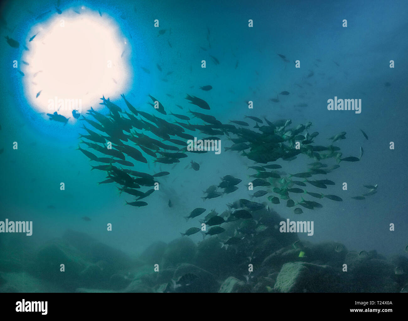 Die Silhouette der Fischschwärme in Baja California, Mexiko Stockfoto