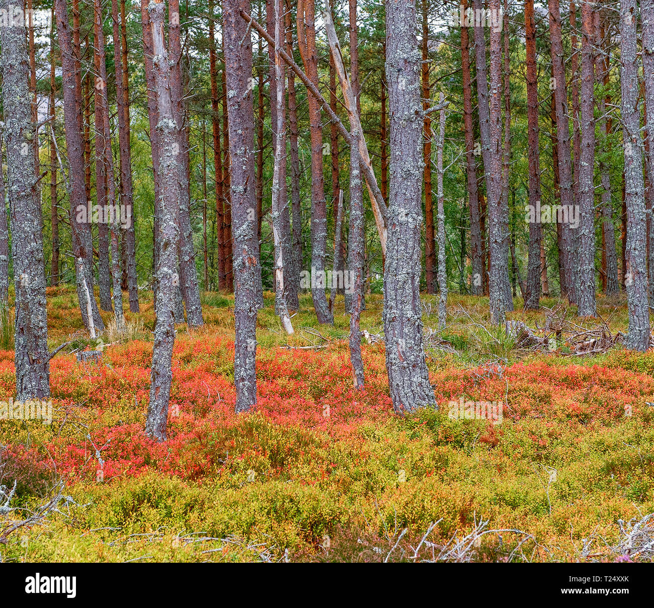 Autumn Woodlands, Die Cairngorms, Schottland Stockfoto